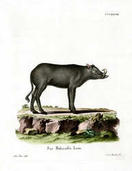 Babirusa (färgad gravyr)