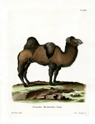Bactrian Camel (färgad gravyr)