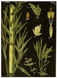 Bambu