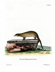 Bandad mungo (färgad gravyr)