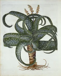 Barbados Aloe, från Hortus Eystettensis, av Basil Besler (1561-1629) pub. 1613