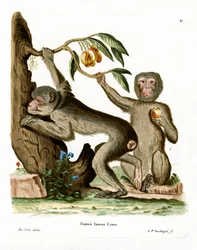 Barbary Ape (färgad gravyr)