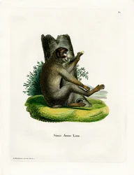 Barbary Ape (färgad gravyr)
