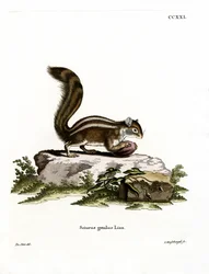 Barbary Ground Squirrel (färgad gravyr)