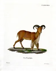 Barbary Sheep (färgad gravyr)
