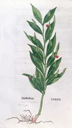 Baytree, illustration till The Herbarium av Leonhart Fuchs (1501-66), publicerad i Basel, 1555 (färggravyr)