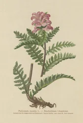Röd lusört utan näbb (Pedicularis recutita)