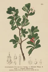 Björnbär (Arctostaphylos Uva ursi, Arctostaphylos officinalis)