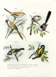 Skäggig papegojnäbb, 1864