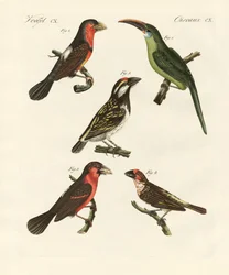 Vackra klätterfåglar (färgad gravyr)