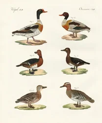 Vackra ankor (färgad gravyr)
