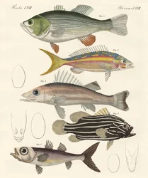 Vacker fisk (färgad gravyr)