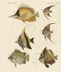 Vacker fisk (färgad gravyr)