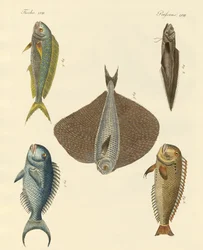 Vacker fisk