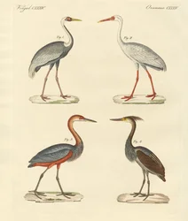Vackra kärrfåglar (färgad gravyr)