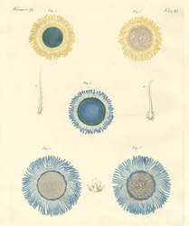 Vackra medusas (färgad gravyr)
