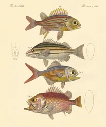 Vacker havsabborreliknande fisk (färgad gravyr)