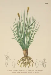 Bellardis myrstarr (Kobresia myosuroides, Elyna myosuroides, Kobresia bellardii, Elyna bellardii, Elyna scirpina, Elyna spicata)