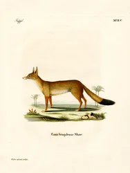 Bengal Fox (färgad gravyr)
