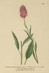 Betonybladig Rampion (Phyteuma betonicaefolium)