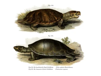 Storhövdad Amazonflodsköldpadda (färg litho)