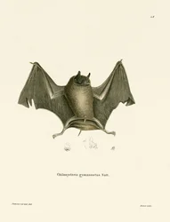 Stor nakenryggad fladdermus (färgad gravyr)