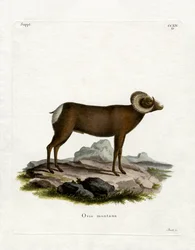Bighorn Sheep (färgad gravyr)