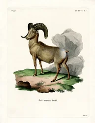 Bighorn Sheep (färgad gravyr)