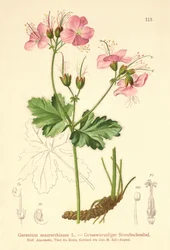 Bigroot Pelargon (Geranium macrorrhizum)