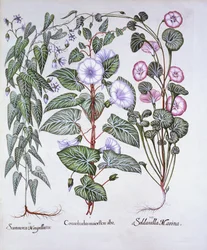 Bindweed, Dogs Bane och Sea Bindweed, från Hortus Eystettensis, av Basil Besler (1561-1629), pub. 1613 (handfärgad gravyr)