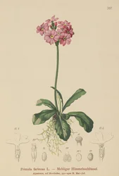 Fågelöga primula (Primula farinosa)