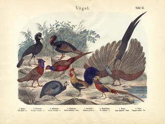 Fåglar, c.1860