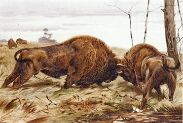 Bison, platta från "Brehms Tierleben: Allgemeine Kunde des Tierreichs", vol. 3, s. 260, utgiven av Bibliographisches Institut.