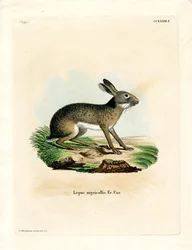 Svartnackad hare (färgad gravyr)