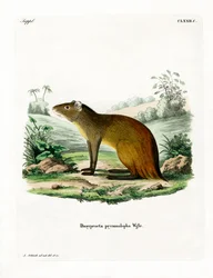 Svartrumpad Agouti (färgad gravyr)