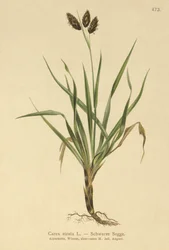 Svart alptagg (Carex atrata)