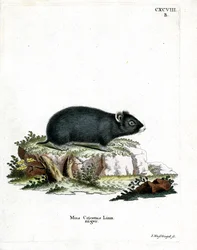 Svart hamster