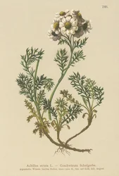 Svart rölleka (Achillea atrata)