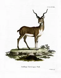 Blackbuckantilop