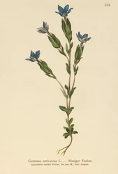 Blåsgentiana (Gentiana utriculosa)