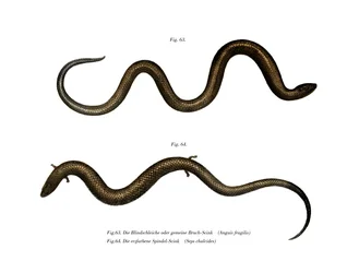 Blindmask (färgbilder)