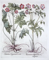 Bloody Cranesbill and Bigroot Cranesbill, från Hortus Eystettensis, av Basil Besler (1561-1629), pub. 1613 (handfärgad gravyr)