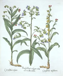 Blue Alkanet and Two Varieties of Hounds Tongue, från Hortus Eystettensis, av Basil Besler (1561-1629), pub. 1613 (handfärgad gravyr)