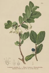 Blå kaprifol (Lonicera caerulea, Lonicera coerulea)