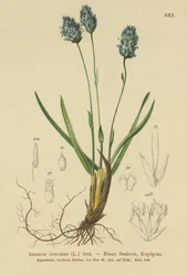 Blå älväxing (Sesleria caerulea, Sesleria uliginosa)