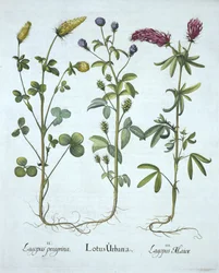Blue Troginella, Yellow Clover, Red Wood Clover, från Hortus Eystettensis, av Basil Besler (1561-1629) pub. 1613 (handfärgad gravyr)