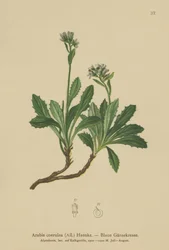 Blå väggkrasse (Arabis caerulea, Arabis coerulea)