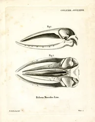 Blåvalskalle (färgad gravyr)