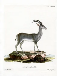 Blåbock
