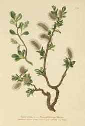 Trubbbladig pil (Salix retusa)